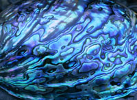 Paua Carvings