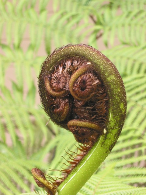 external image Punga%20Frond.jpg